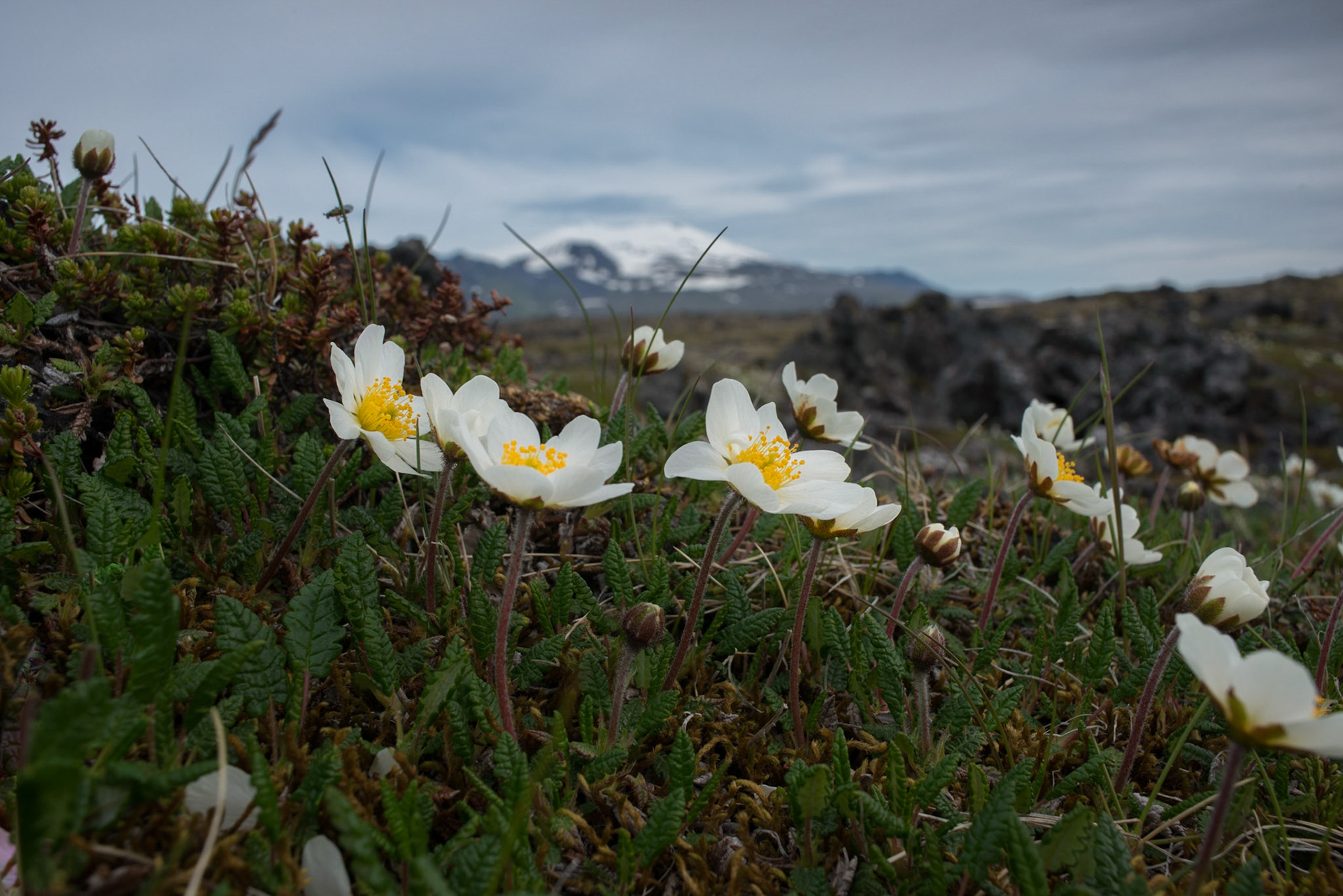 ©SVANA Mountain avens Dryas octopetala, holtasóley in Icelandic.Location: Öndverðanes, Snæfellsnes, West Iceland.