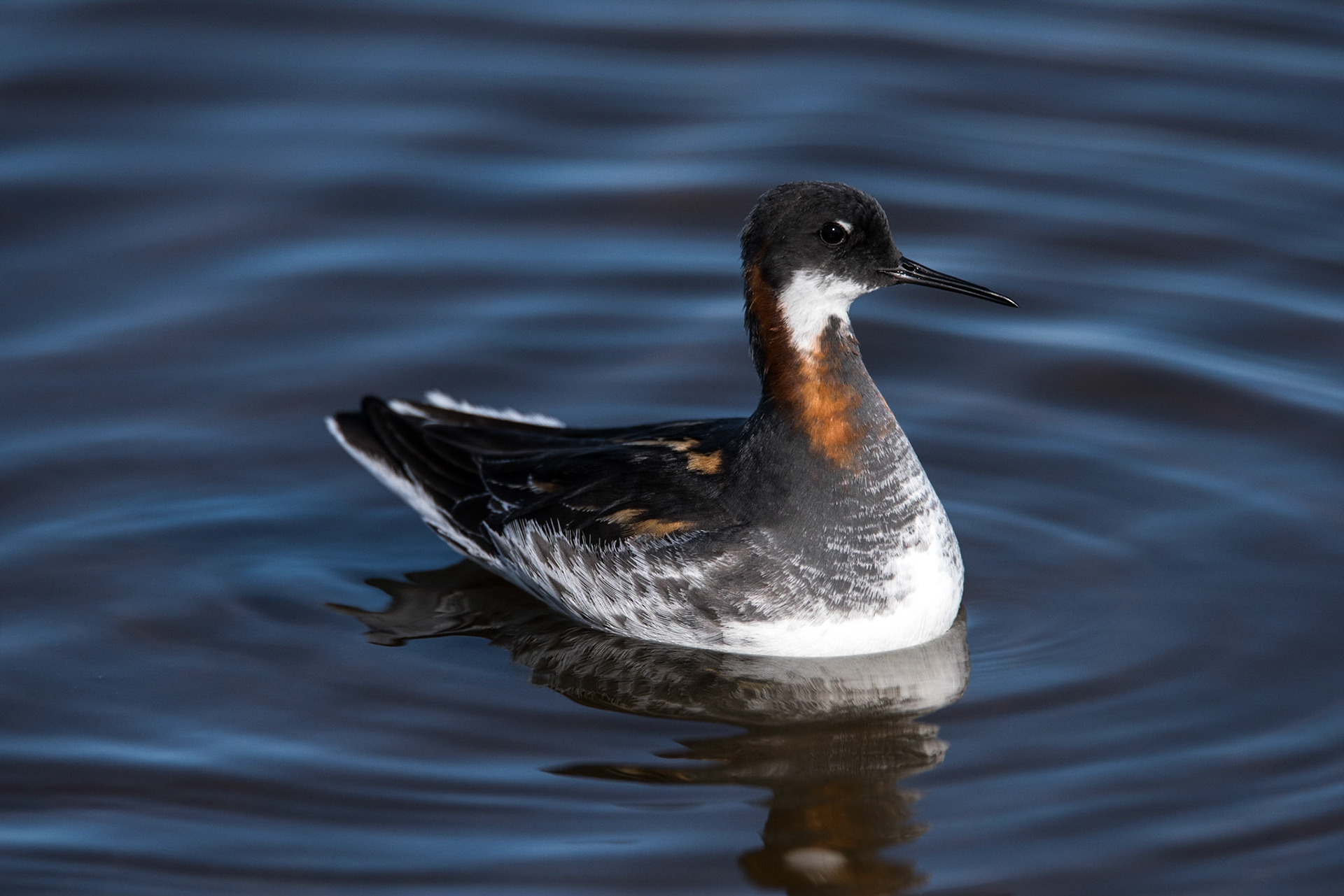 ©SVANA Small and constantly on the move. Common in Iceland but only in the breeding season.