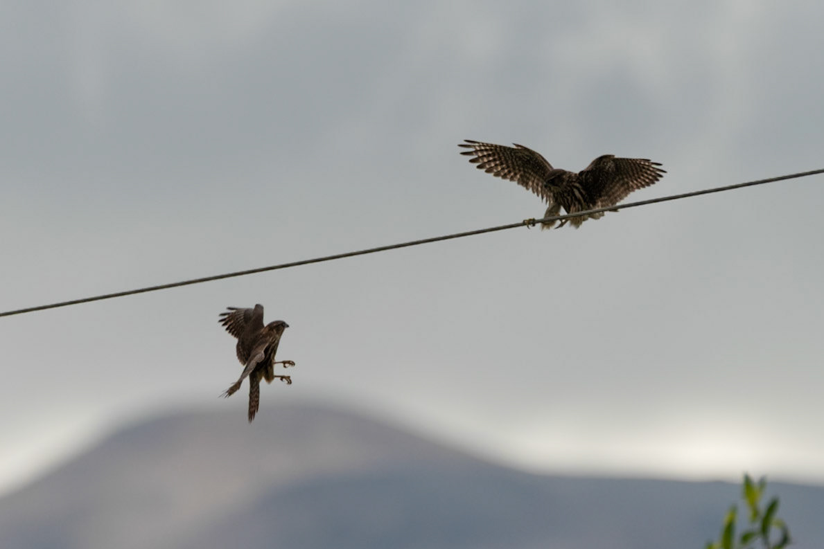 ©SVANA We noticed that there were few birds near our summer house, possibly due to these merlins.