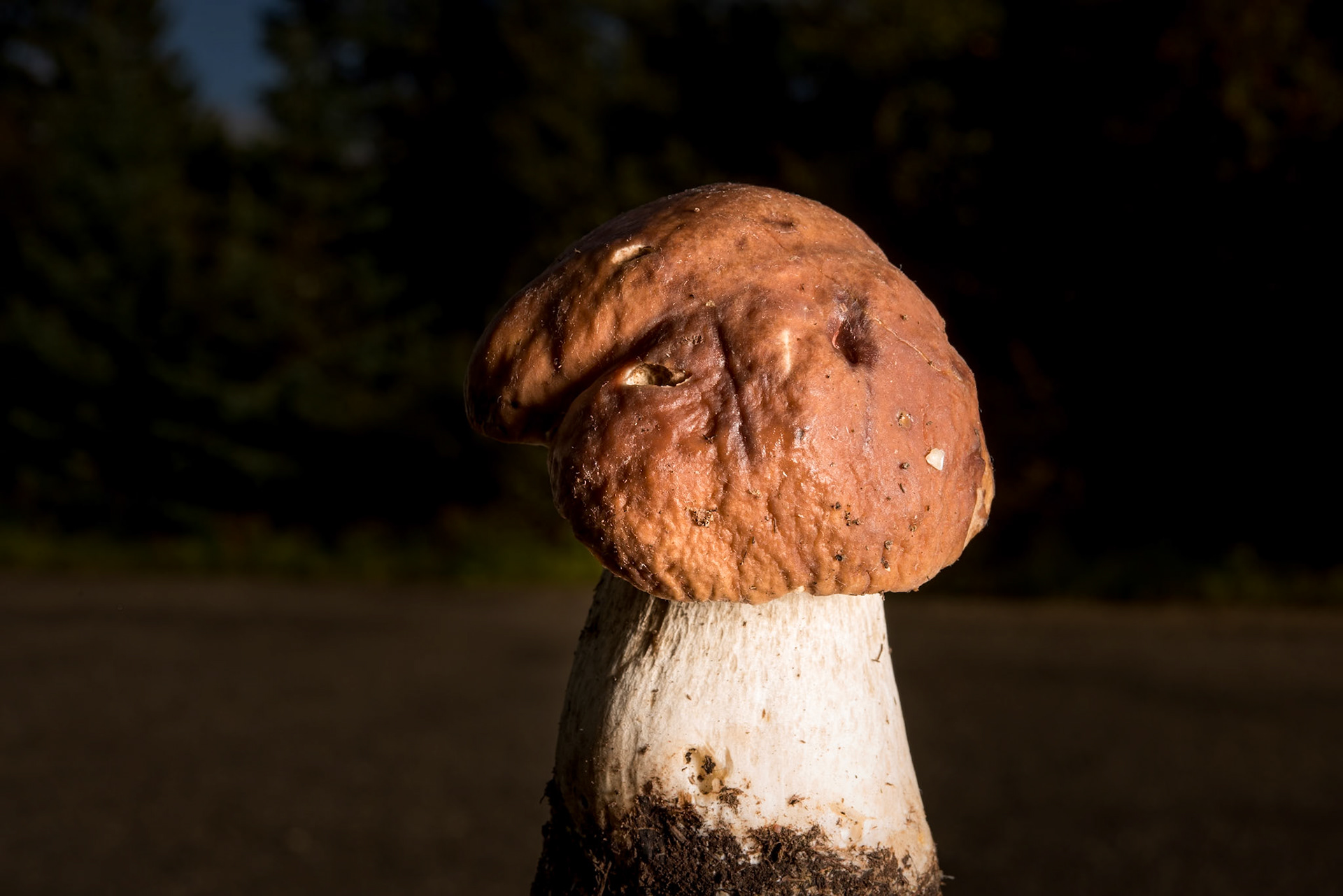 ©SVANA Penny bun,Boletus edulis, kóngssveppur. One of the most delicious mushroom.