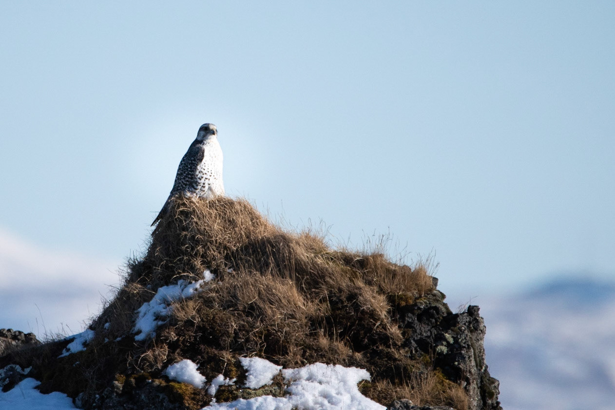 ©SVANA Gyrfalcon, Falco rusticolus, fálki.