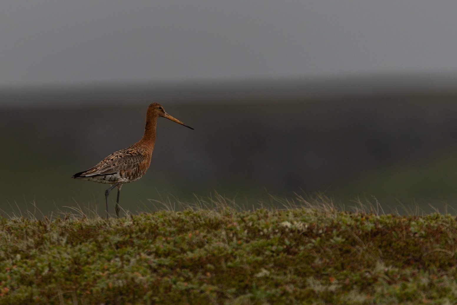 Jaðrakan -Black-tailed godwit,Limosa limosa, jaðrakan.
