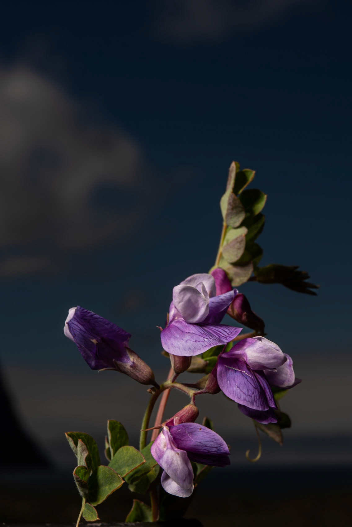 Baunagras - The sea pea (Lathyrus japonicus),baunagras.