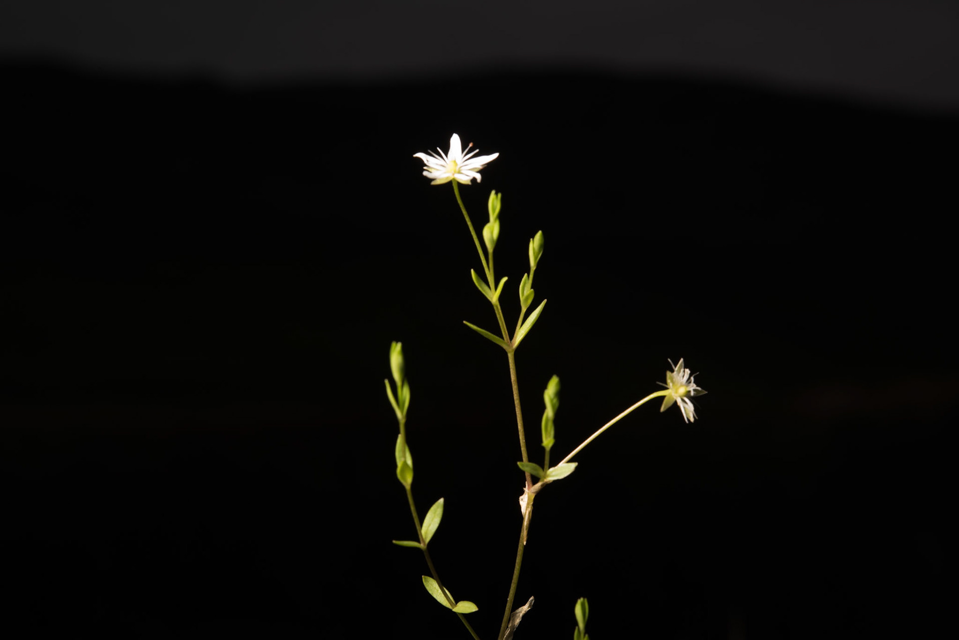 Akurarfi - Common starwort, grass-leaved stitchwort, Stellaria graminea, akurarfi.