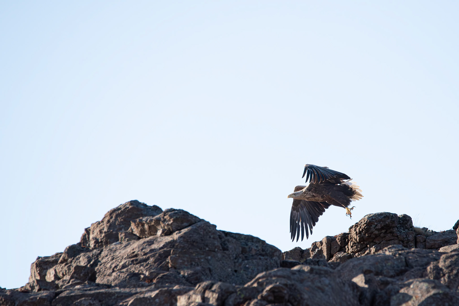 ©SVANA White-tailed eagle, Haliaeetus albicilla, haförn.