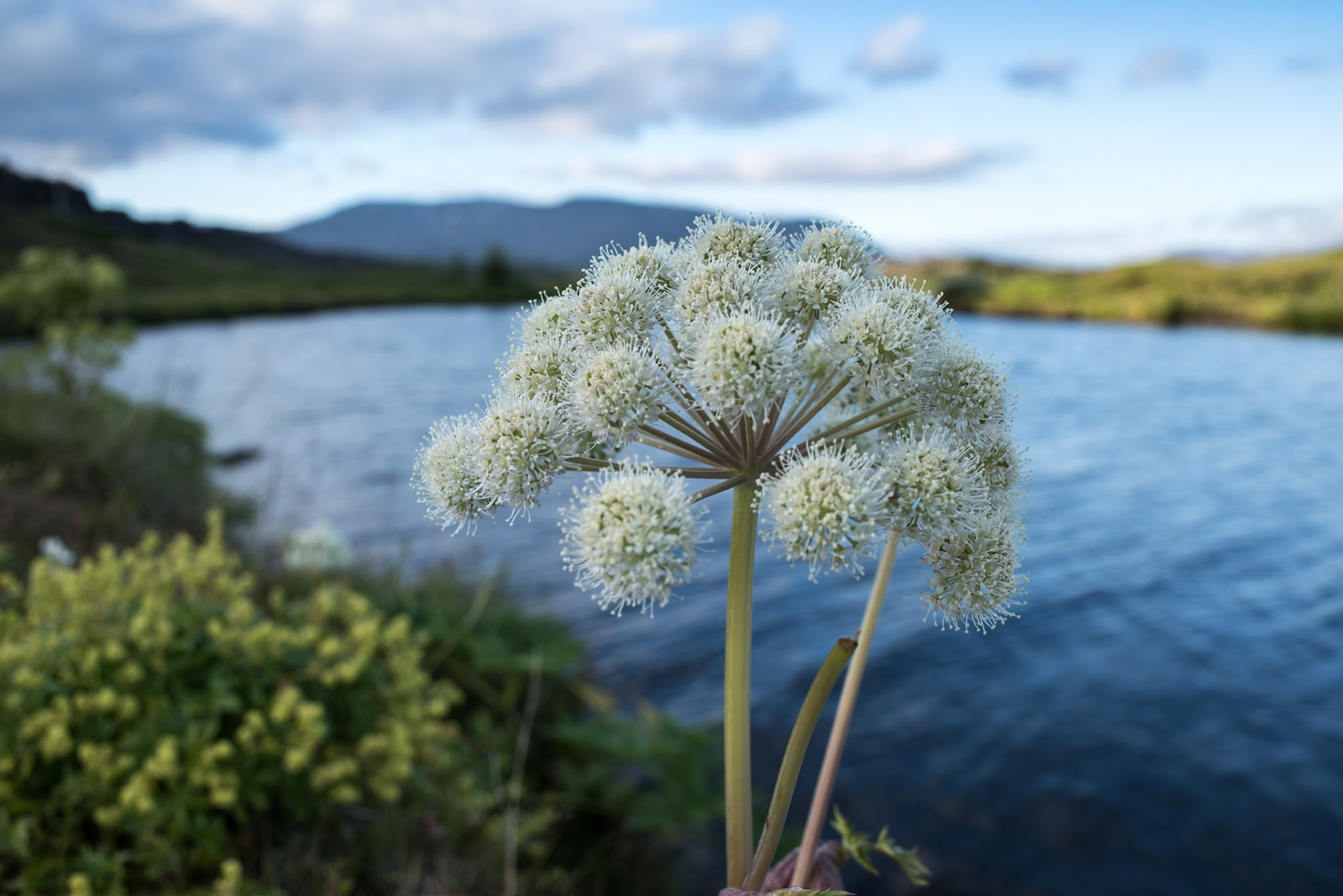 ©SVANA Angelica archangelica (ætihvönn in Icelandic), commonly known as garden angelica and known for its medicinal uses. A common plant in sheep-free areas in Iceland, here growing in the national park at Þingvellir.