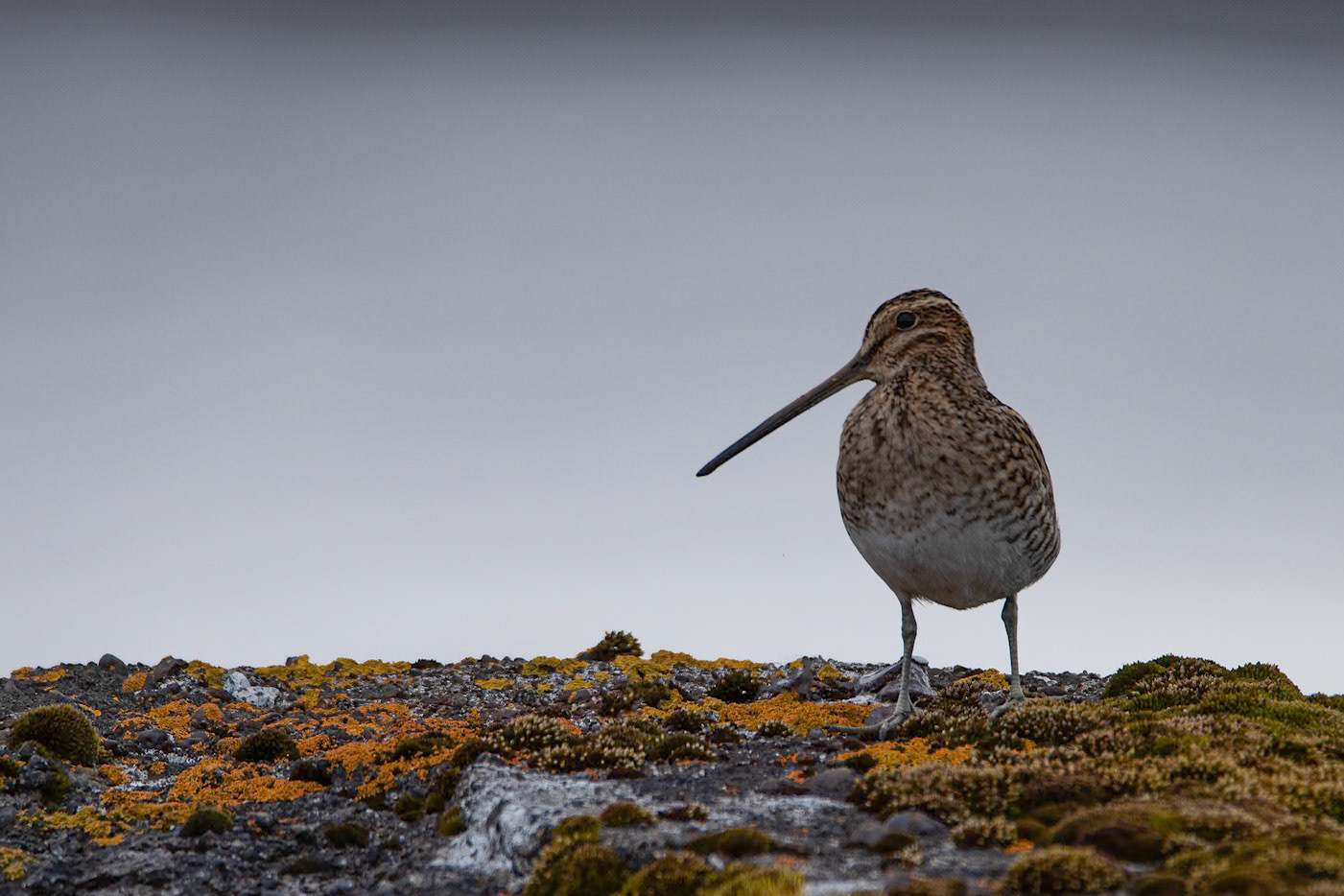 Hrossagaukur -Gallinago gallinago The sound when they tumble down towards the ground is the sound of summer.