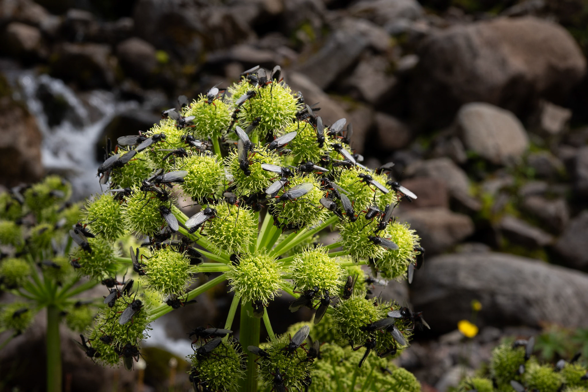 Hvönn /flugur= galdralöpp
