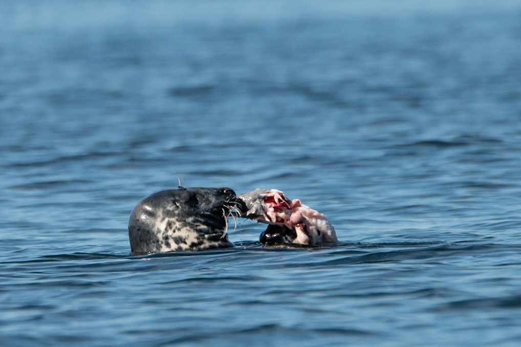 Grey seal (Halichoerus grypus) útselur eating catfish (Anarhichas lupus)steinbít.