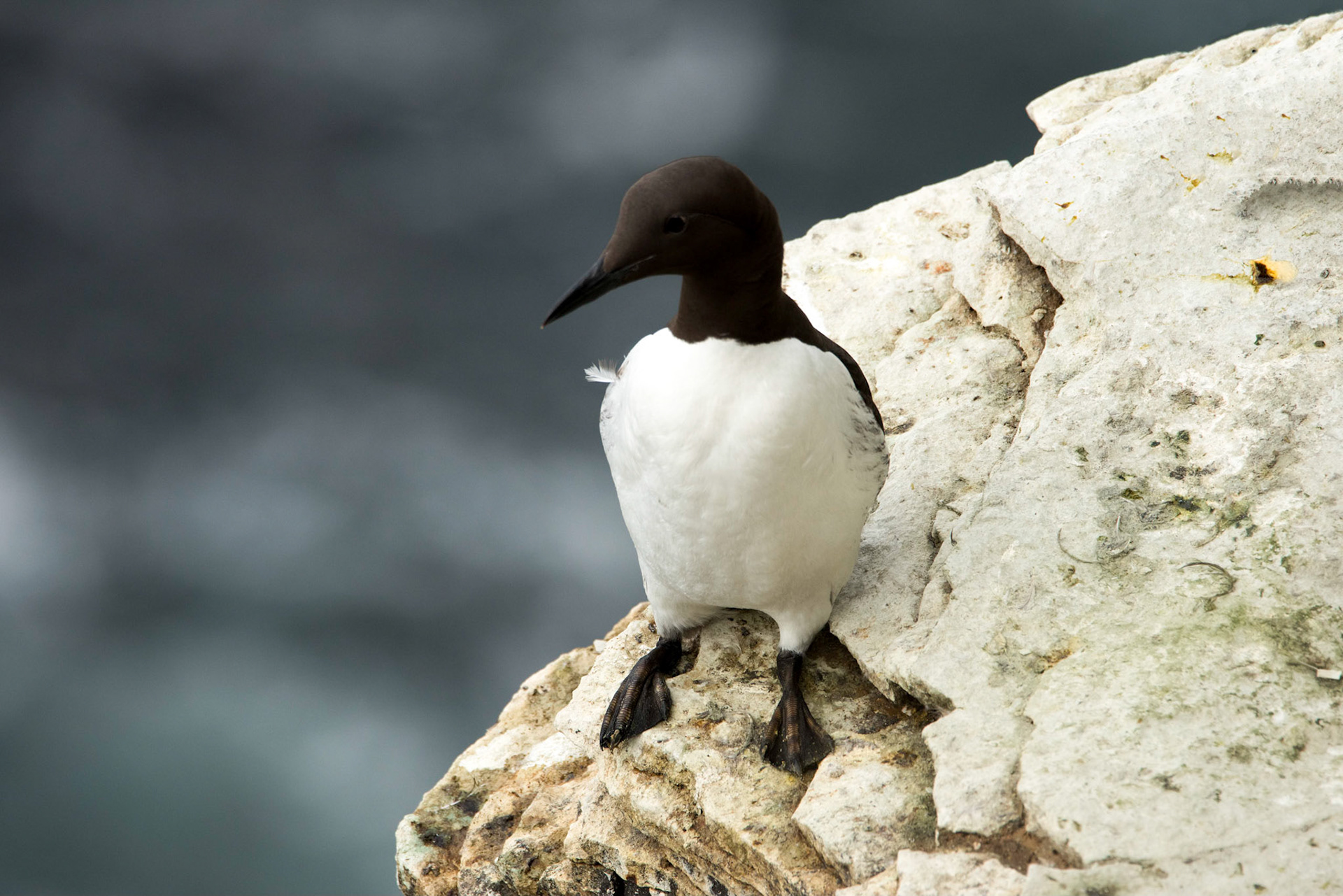 ©SVANA Common guillemot or common murre (Uria aalge) in Látrabjarg northwest Iceland. There are about 300 thousand breeding pairs of common guillemot in Látrabjarg. Breeding guillemots spend about three months in the colony but are at sea for the rest of the year.