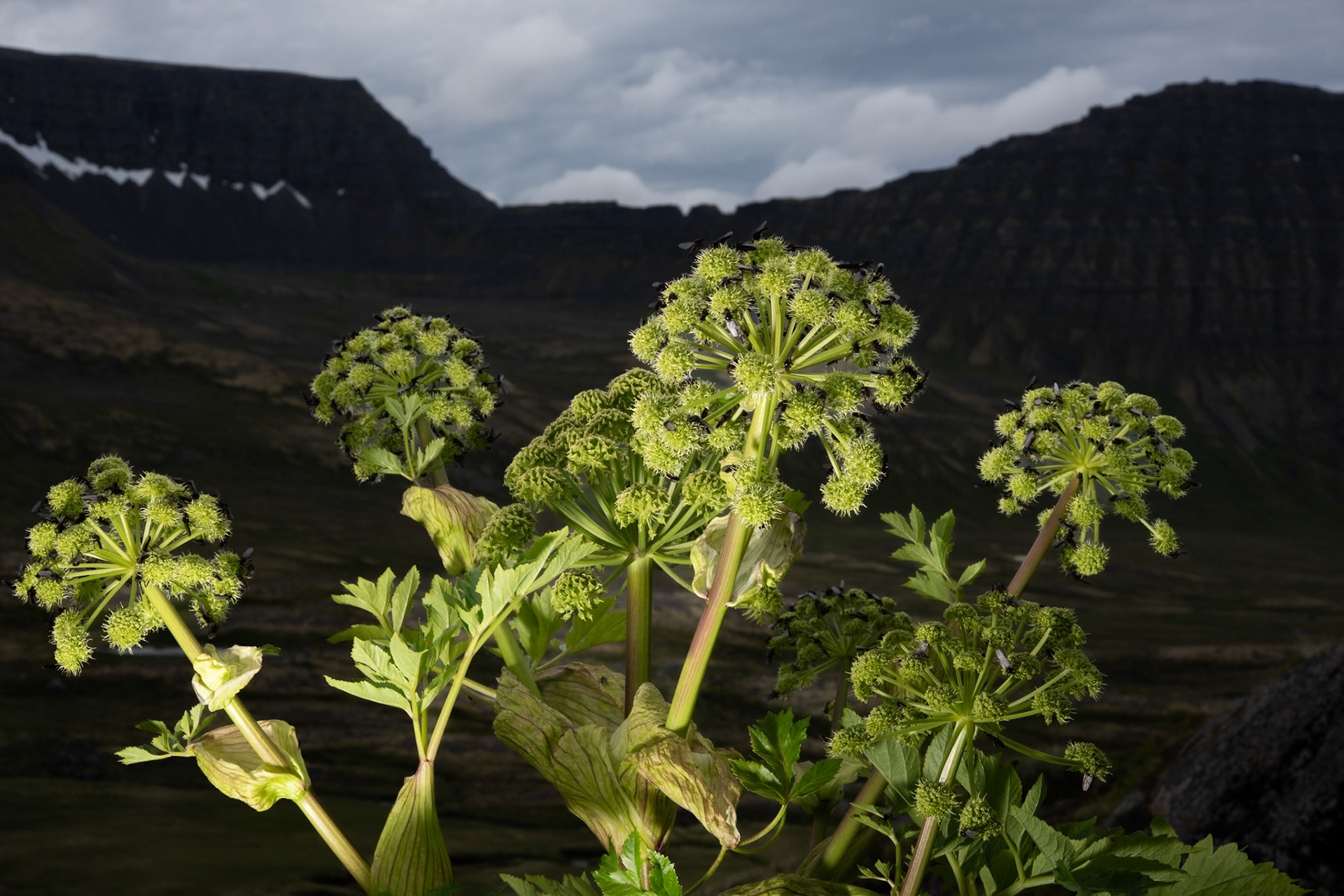 Hvönn /flugur= galdralöpp