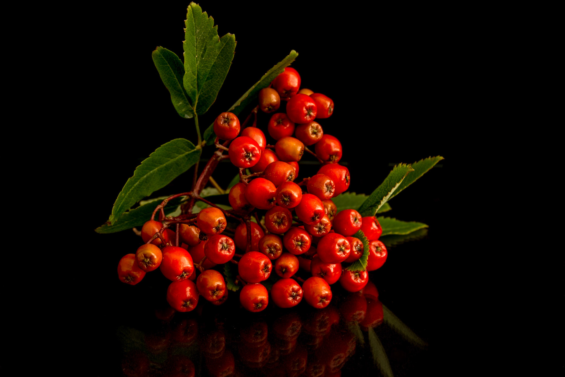 ©SVANA The rowan Sorbus aucuparia attracts birds that feed on the berries during autumn.Reyniber.