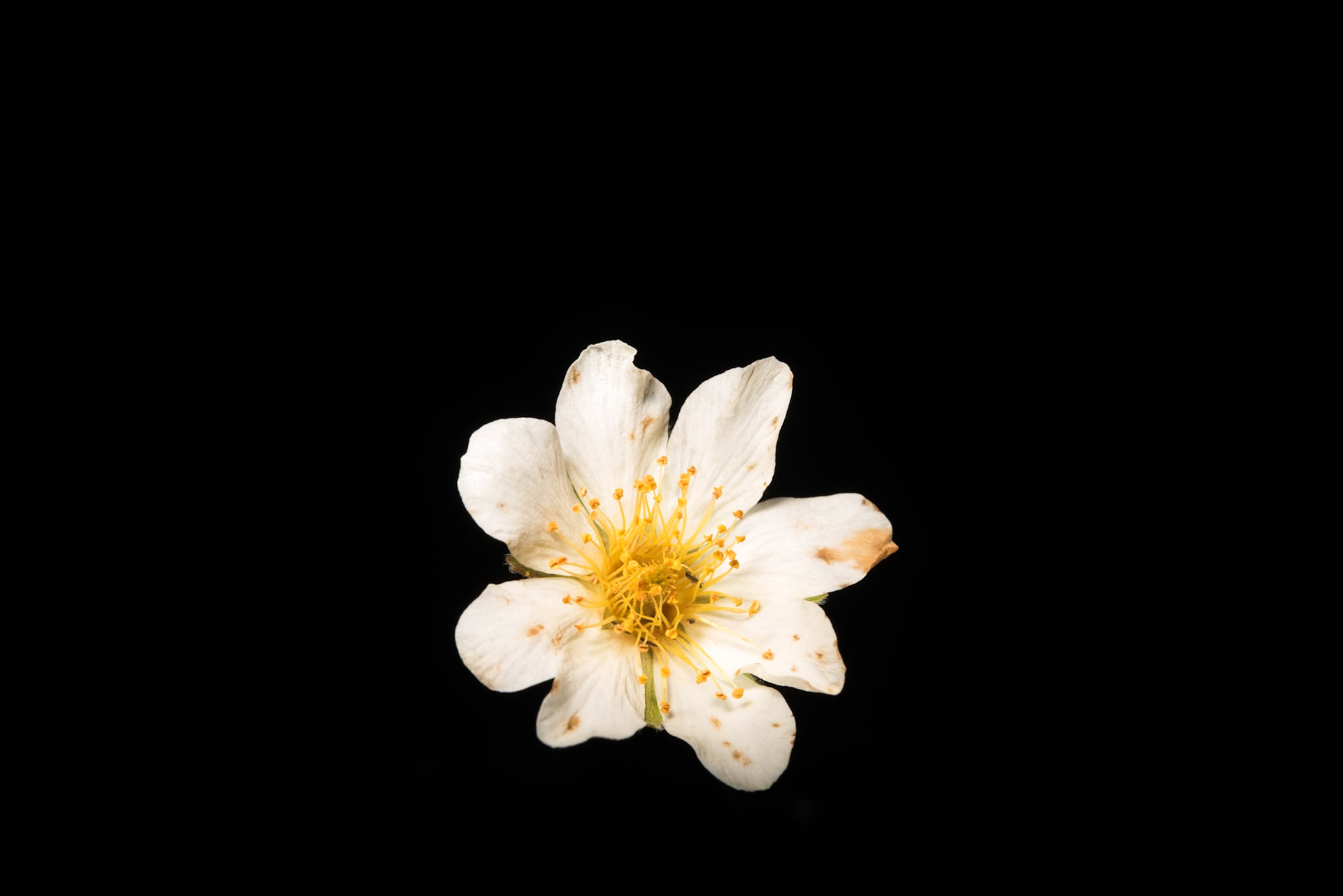 Holtasóley - Dryas octopetala, Mountain avens,holtasóley.