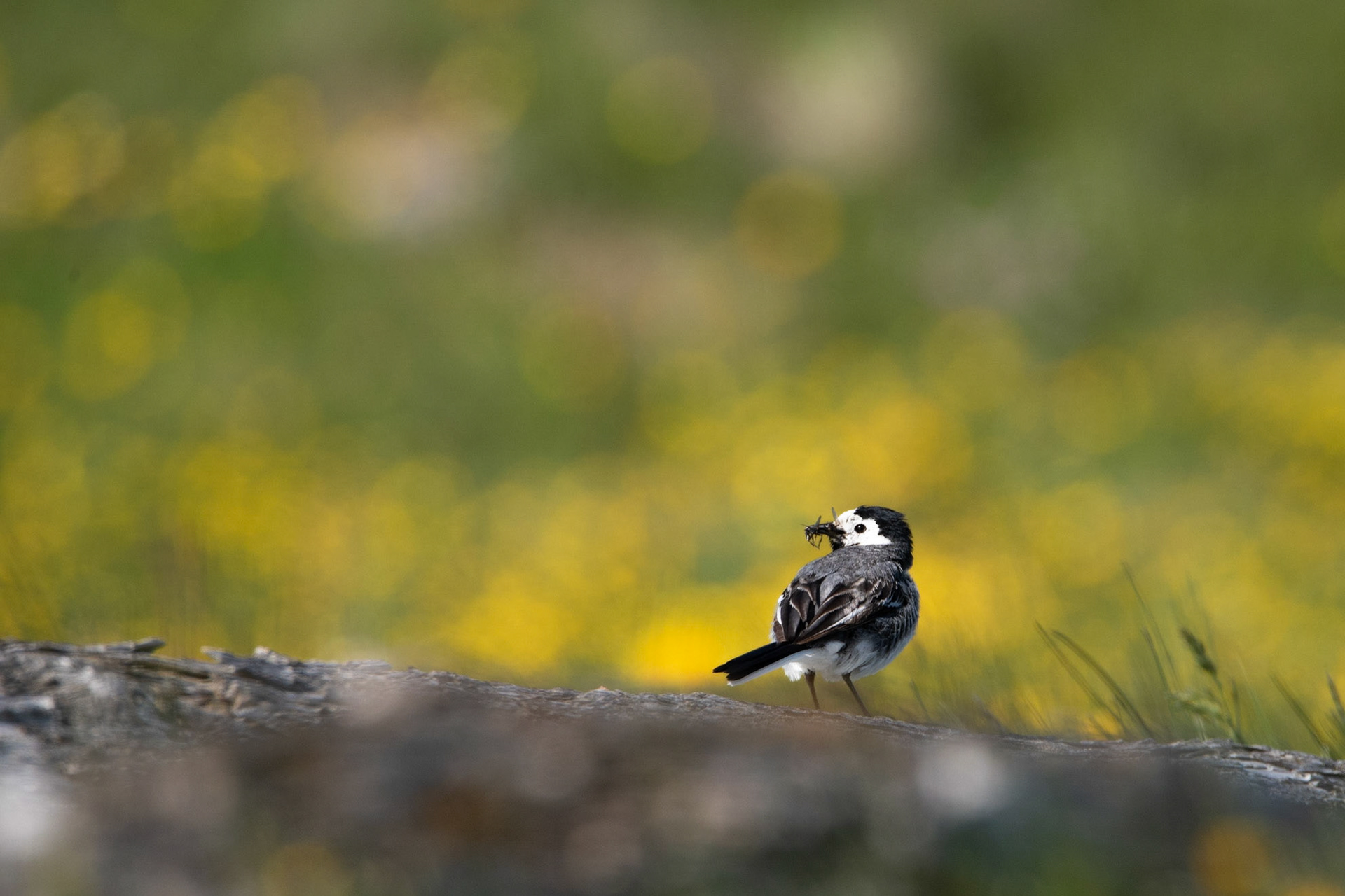 ©SVANA White wagtail,Motacilla alba, maríuerla.