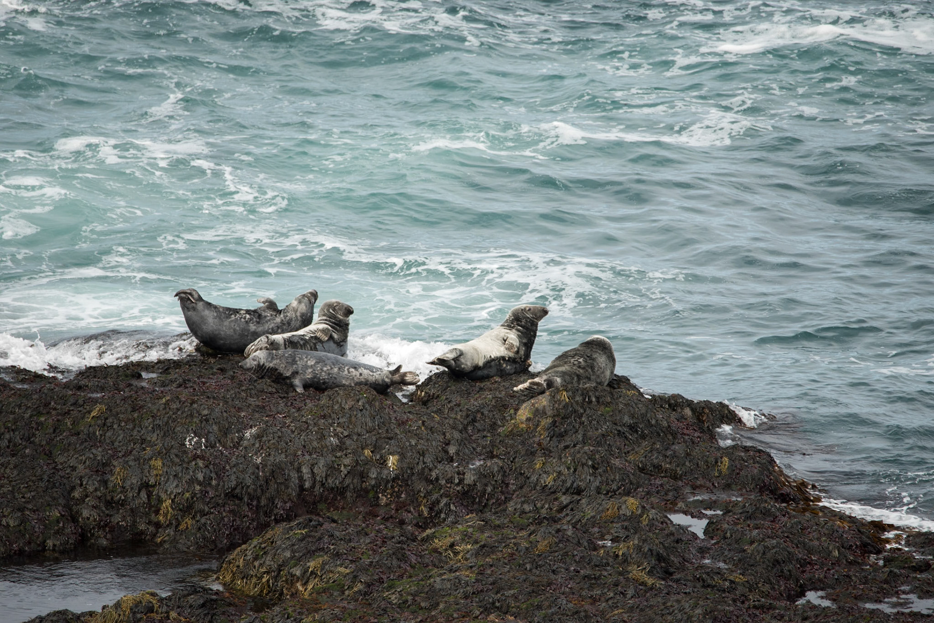 ©SVANA Grey seal, Halichoerus grypus