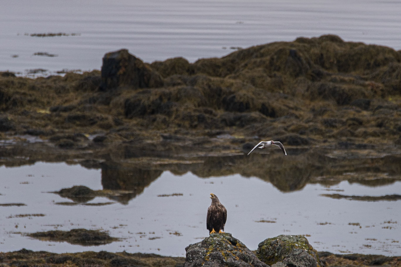 ©SVANA Although much smaller and not welcome, the sea gull came in again and again.