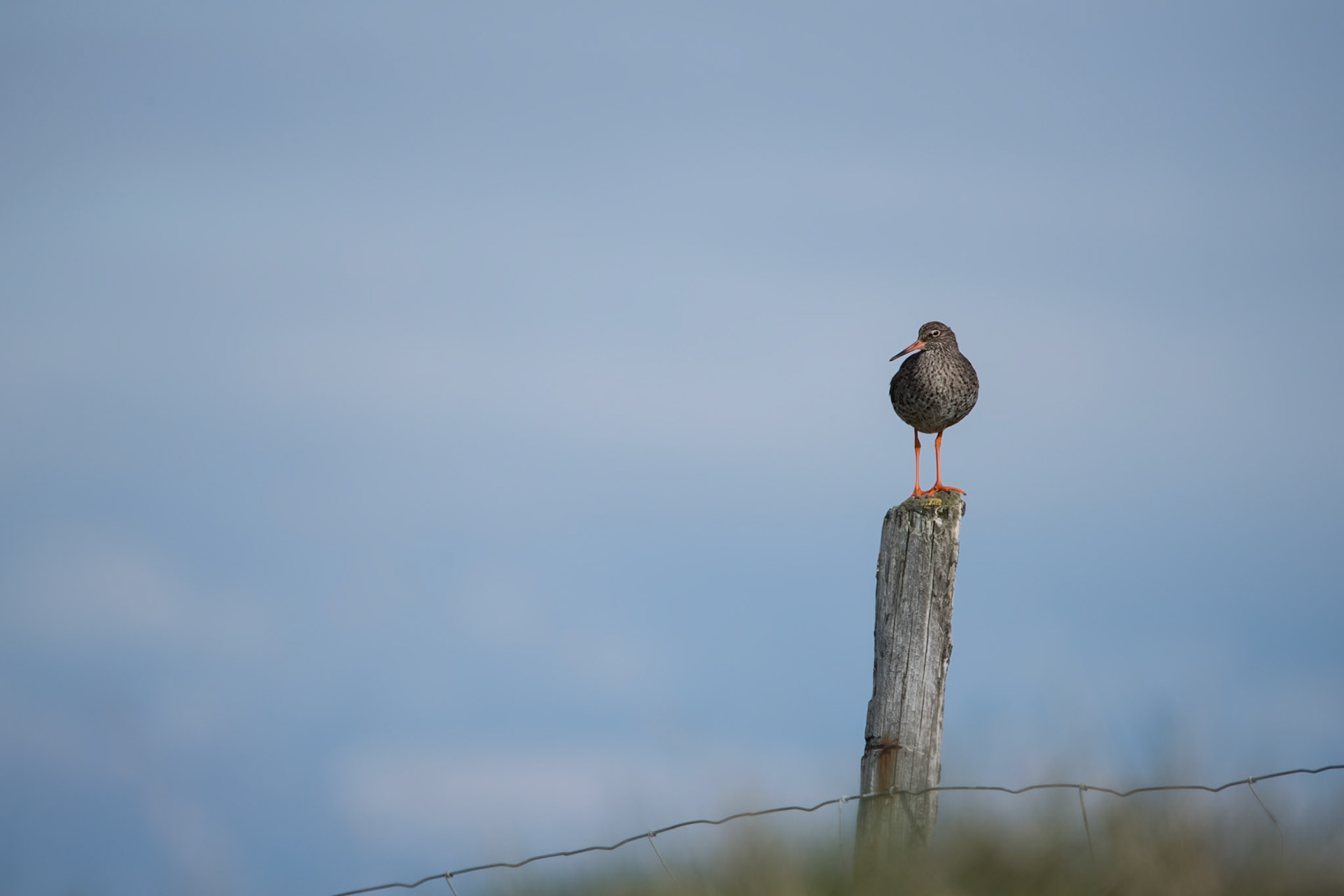 Stelkur -Looking over the island Flatey in Breiðafjörður West Iceland, where there are no cats, just a few dogs, and therefore more bird density than in most other places.