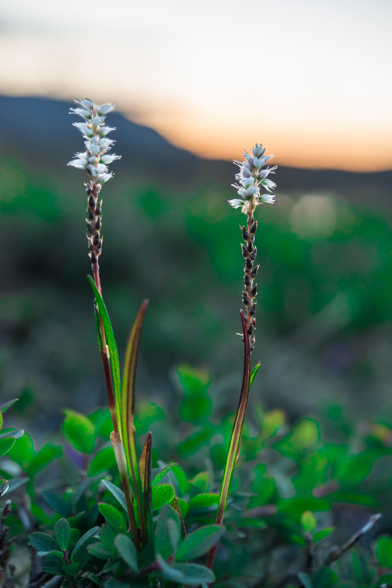 ©SVANA Alpine bistort Bistorta vivipara is one of the most common higher plant in Iceland. Its Icelandic name kornsúra refers to the corn that was used as food in earlier times. Location: Selvallavatn, Snæfellsnes, West Iceland.