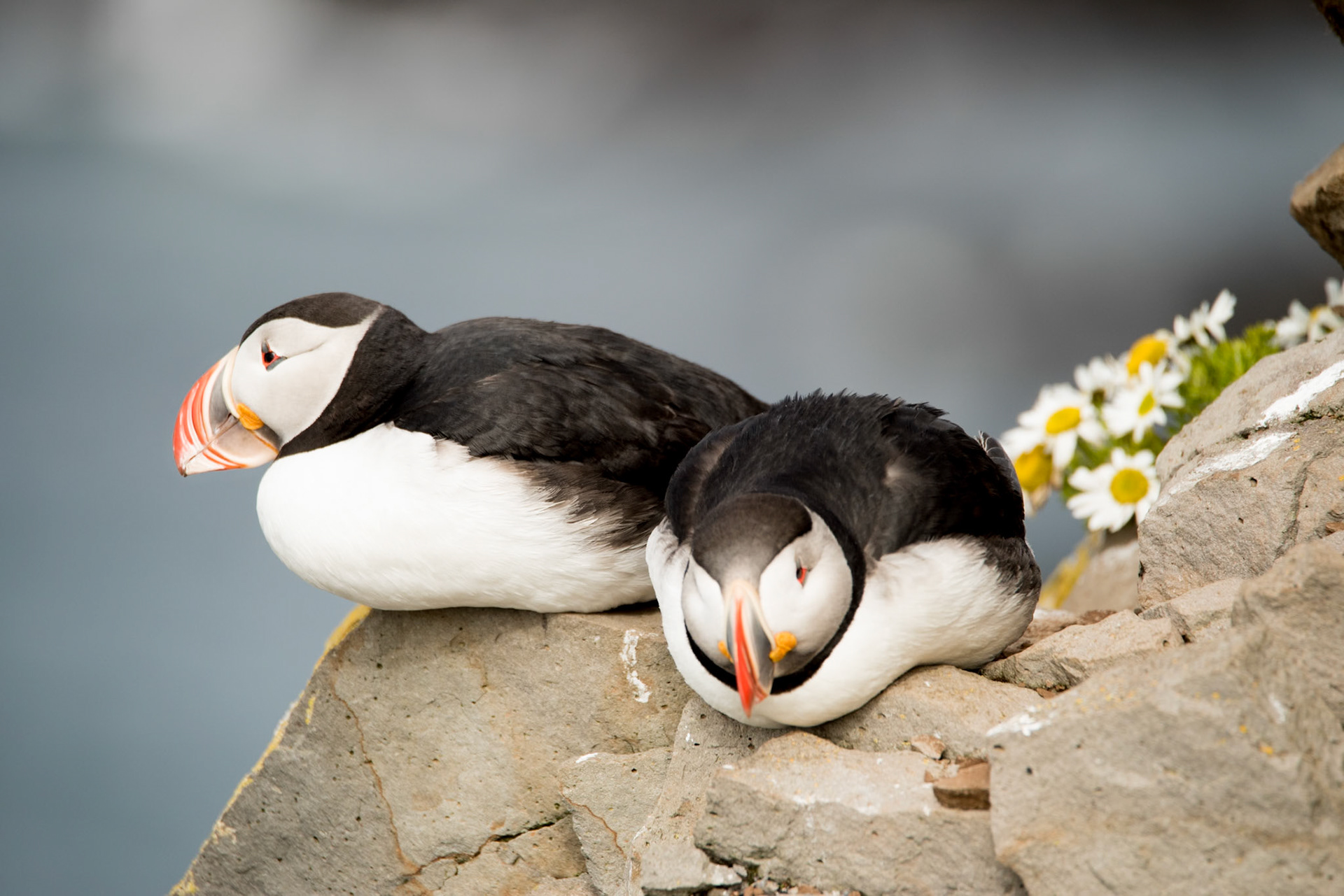 Lundi -Atlantic puffins (Fratercula arctica) are sometimes nick-named “clowns of the sea” or “sea parrots”.  From the huge bird-cliff Látrabjarg, at the westernmost part of Iceland.
