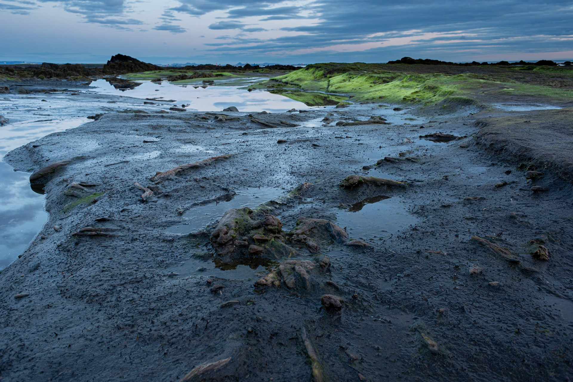 ©SVANA Tree trunks becoming visible after ages in the soil.Location: Kjalarnes, SW Iceland.