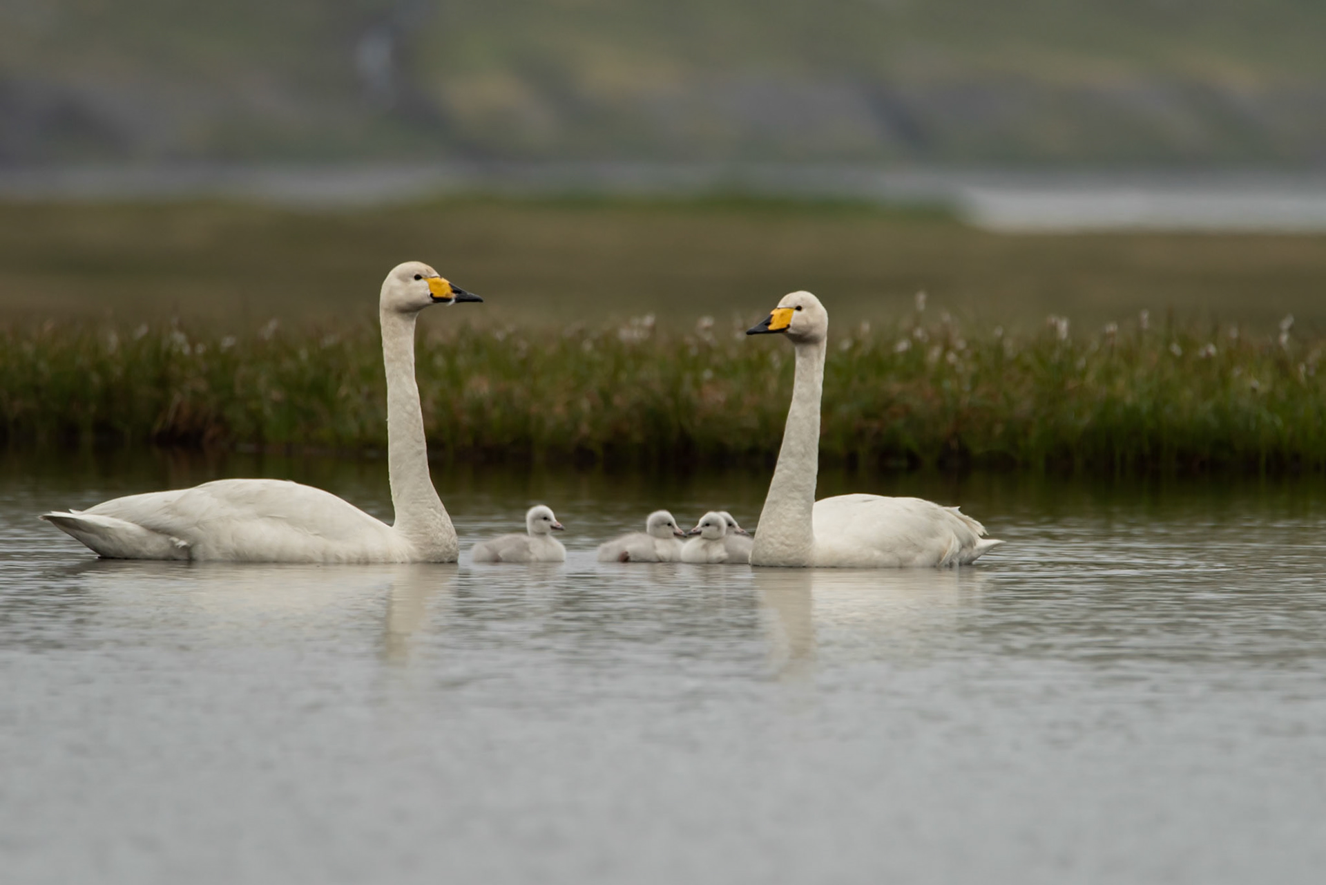 ©SVANA A family of Whooper swan (Cygnus cygnus) álftir.