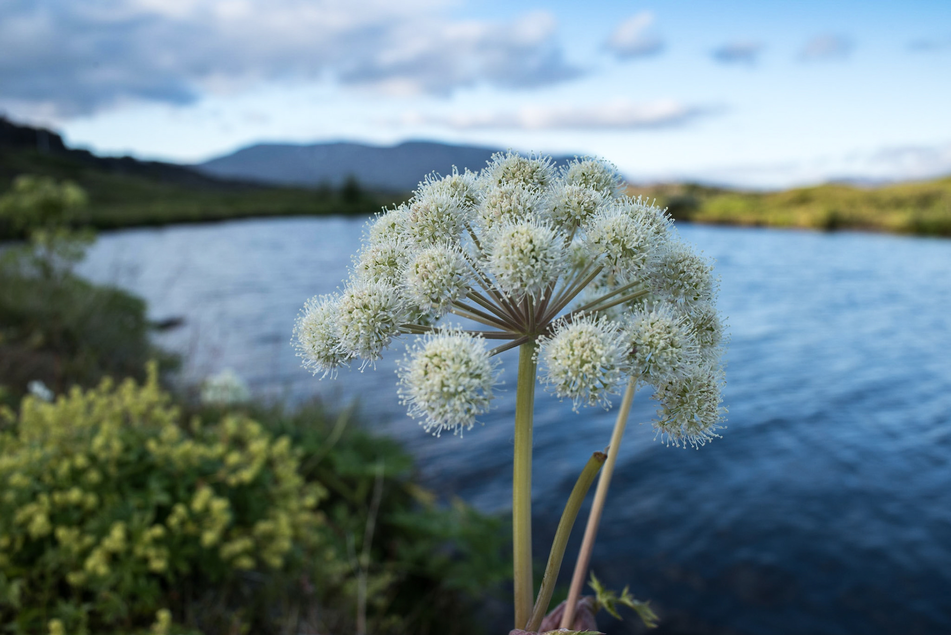 ©SVANA Angelica archangelica (ætihvönn in Icelandic), commonly known as garden angelica and known for its medicinal uses. A common plant in sheep-free areas in Iceland, here growing in the national park at Þingvellir.