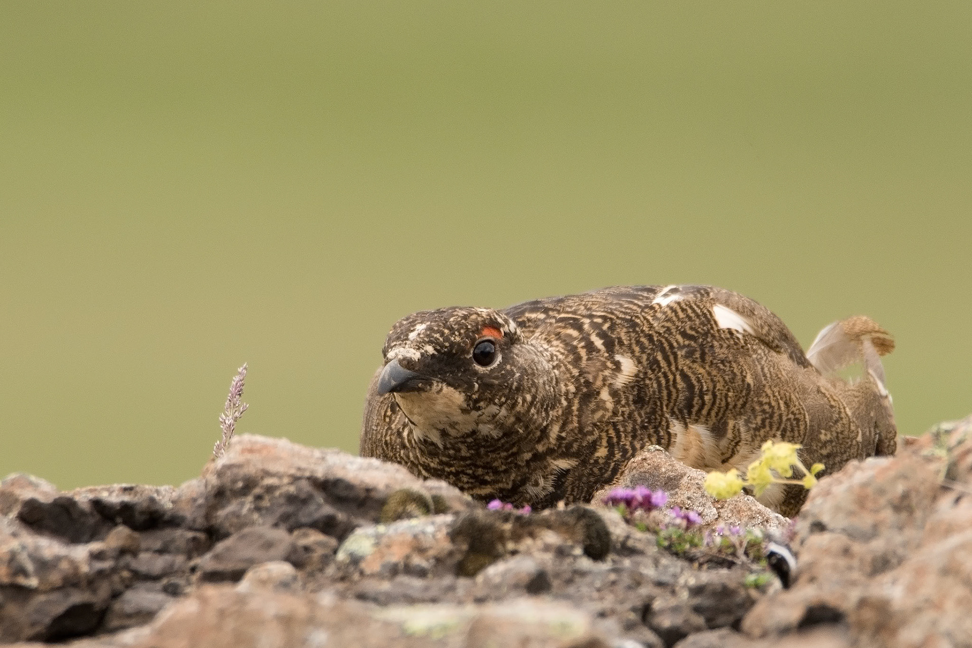 Rjúpa -A beautiful male rock ptarmigan (Lagopus muta) in a summer plumage. Taken in July at Skógarströnd, West Iceland