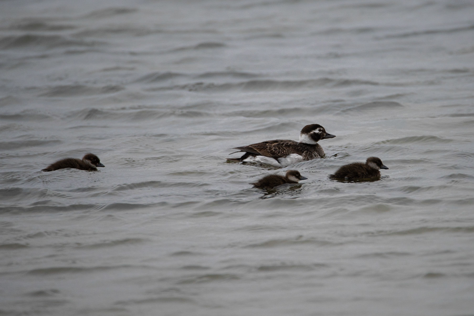 ©SVANA Long-tailed duck,Clangula hyemalis, hávella.