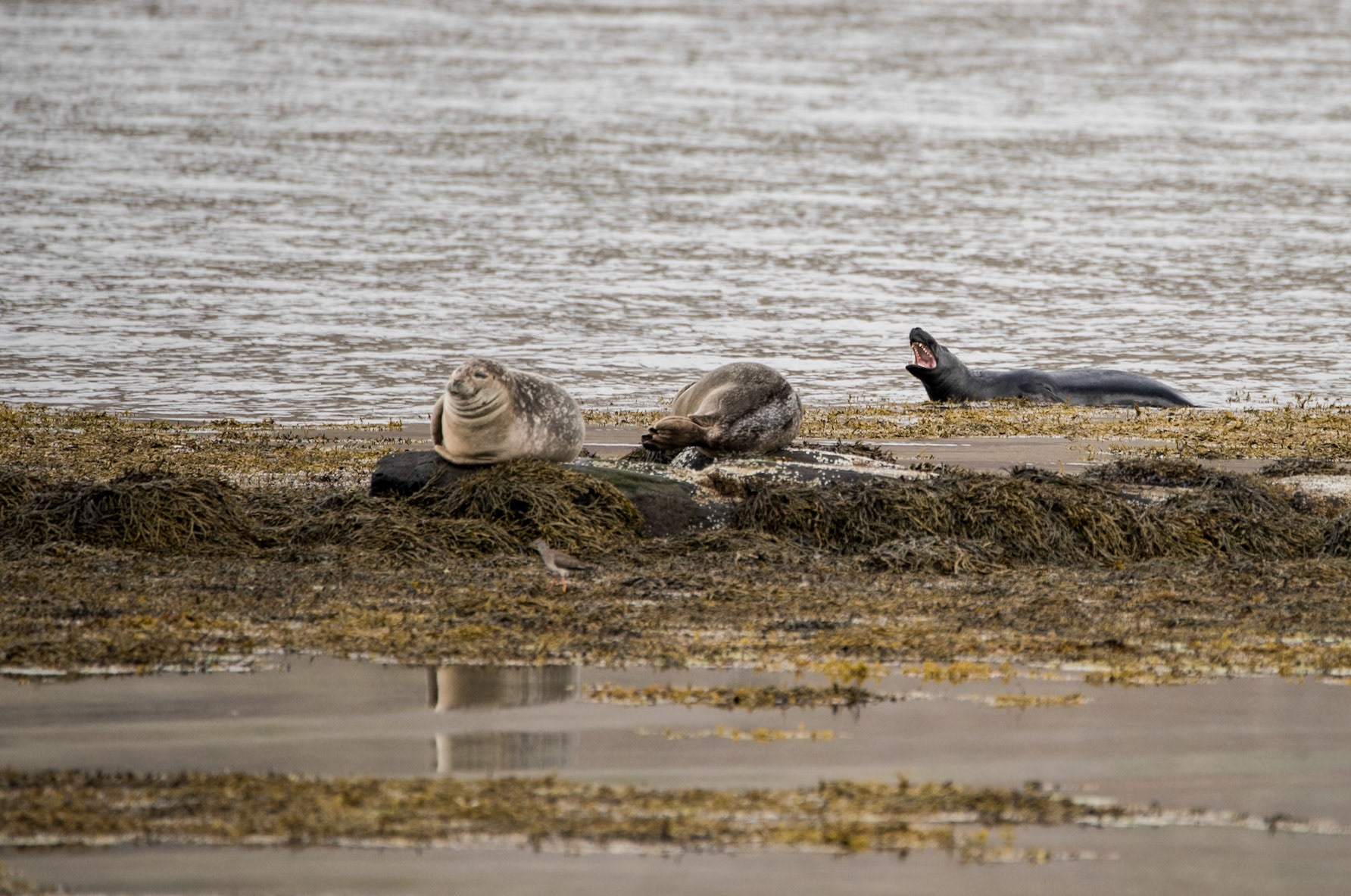 ©SVANA The harbor seal(Phoca vitulina, landselur in Icelandic) is one of the two species of seal that regularly pup in Iceland. Here, two females are resting at Hvítanes, Ísafjarðardjúp, while a male desperately tries to get some attention.