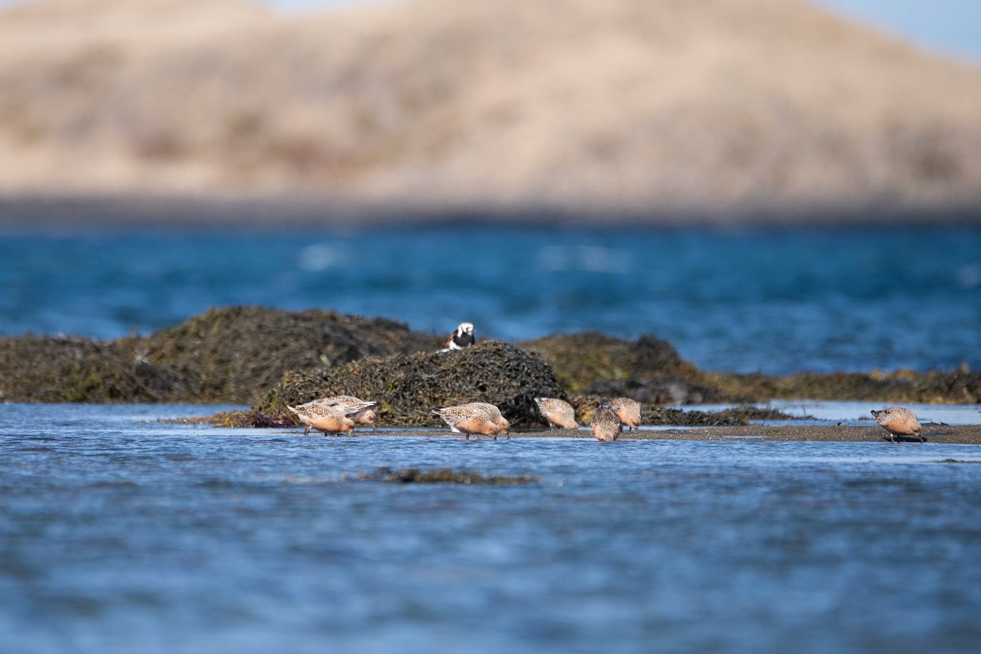 ©SVANA  Red knot, Calidris canutus, rauðbrystingar.