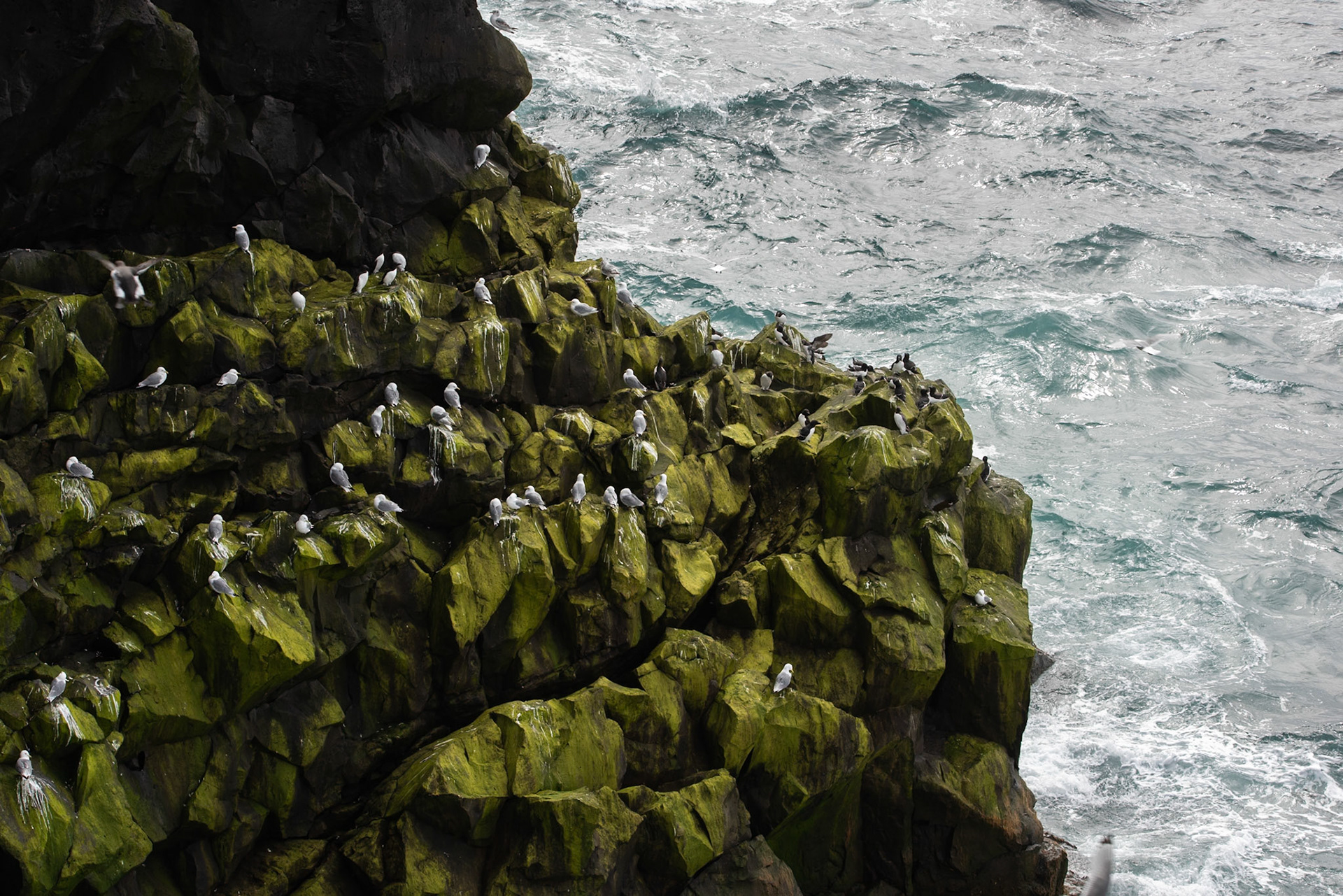 Fuglabjarg Birdcliff