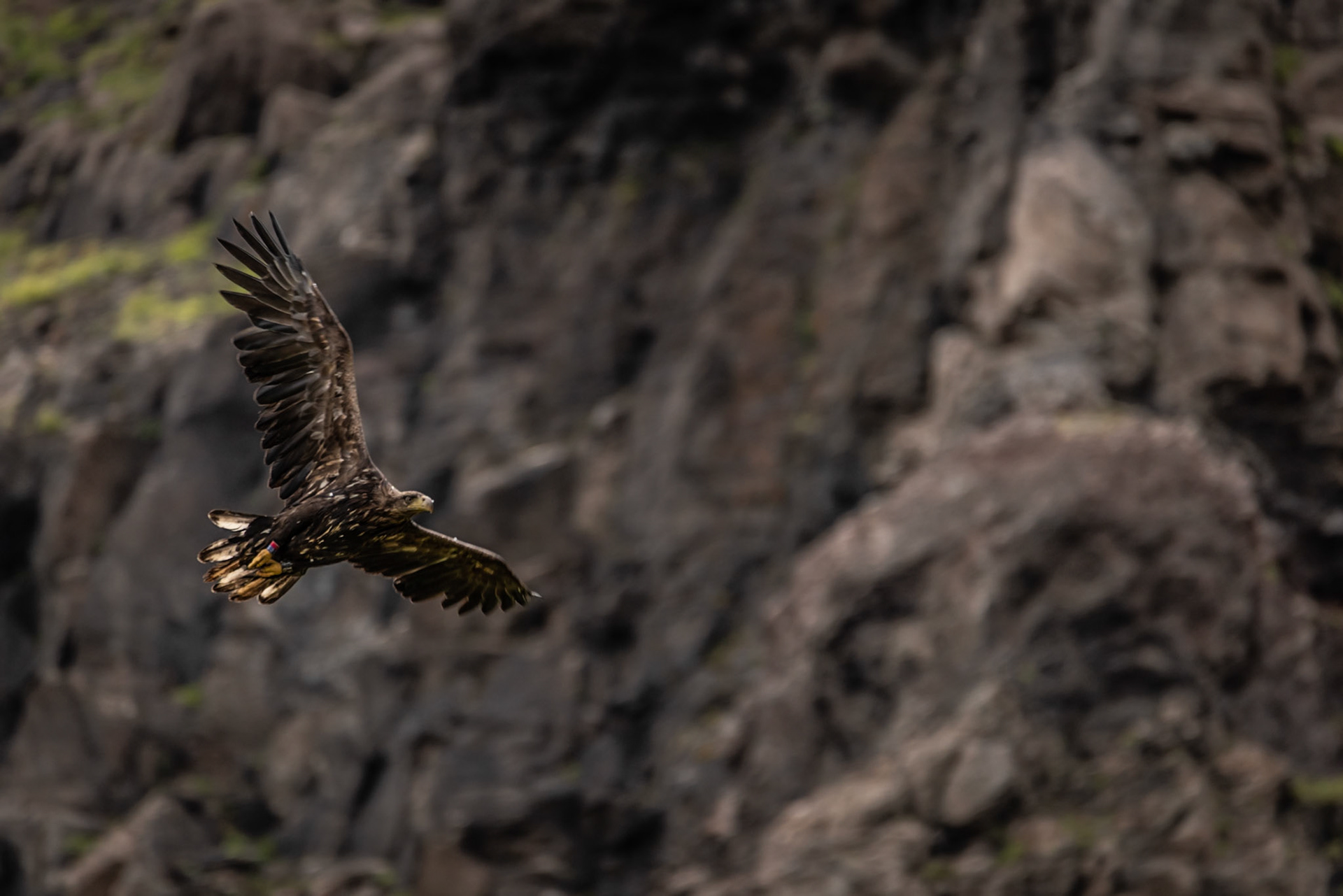 Haförn -This bird is tagged and from the colours I got to know it was two years old.