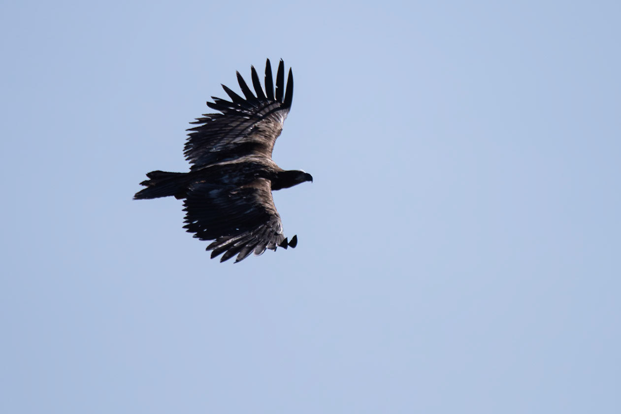 Haförn -White-tailed eagle, Haliaeetus albicilla, haförn.
