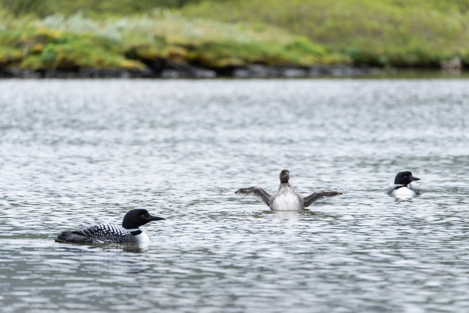 Common loon