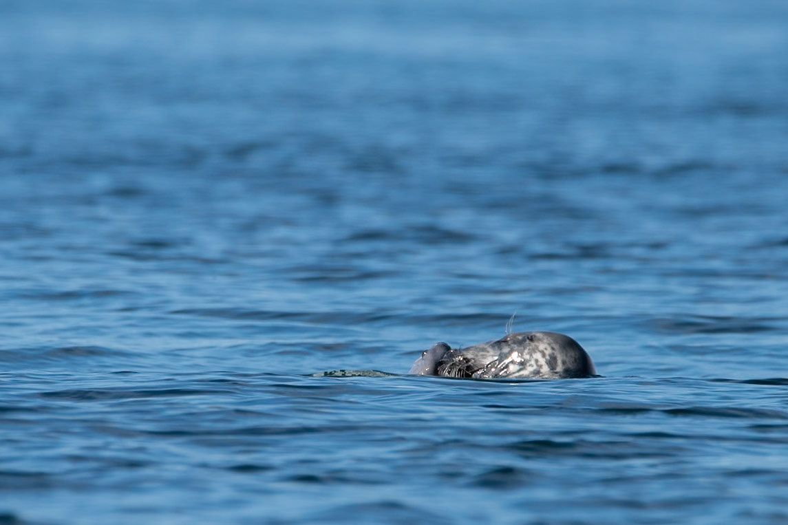 Grey seal (Halichoerus grypus) útselur eating catfish (Anarhichas lupus)steinbít.
