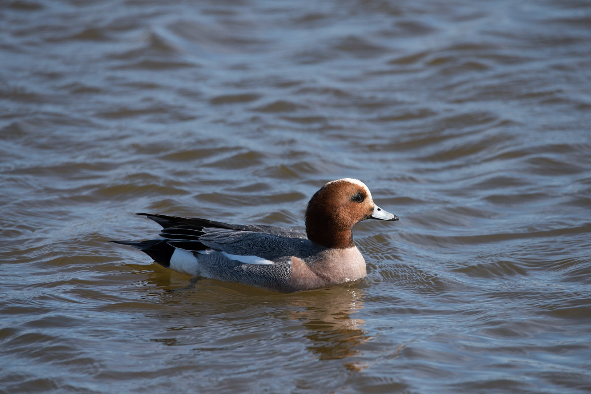 ©SVANA Bird on a pond, West Iceland.