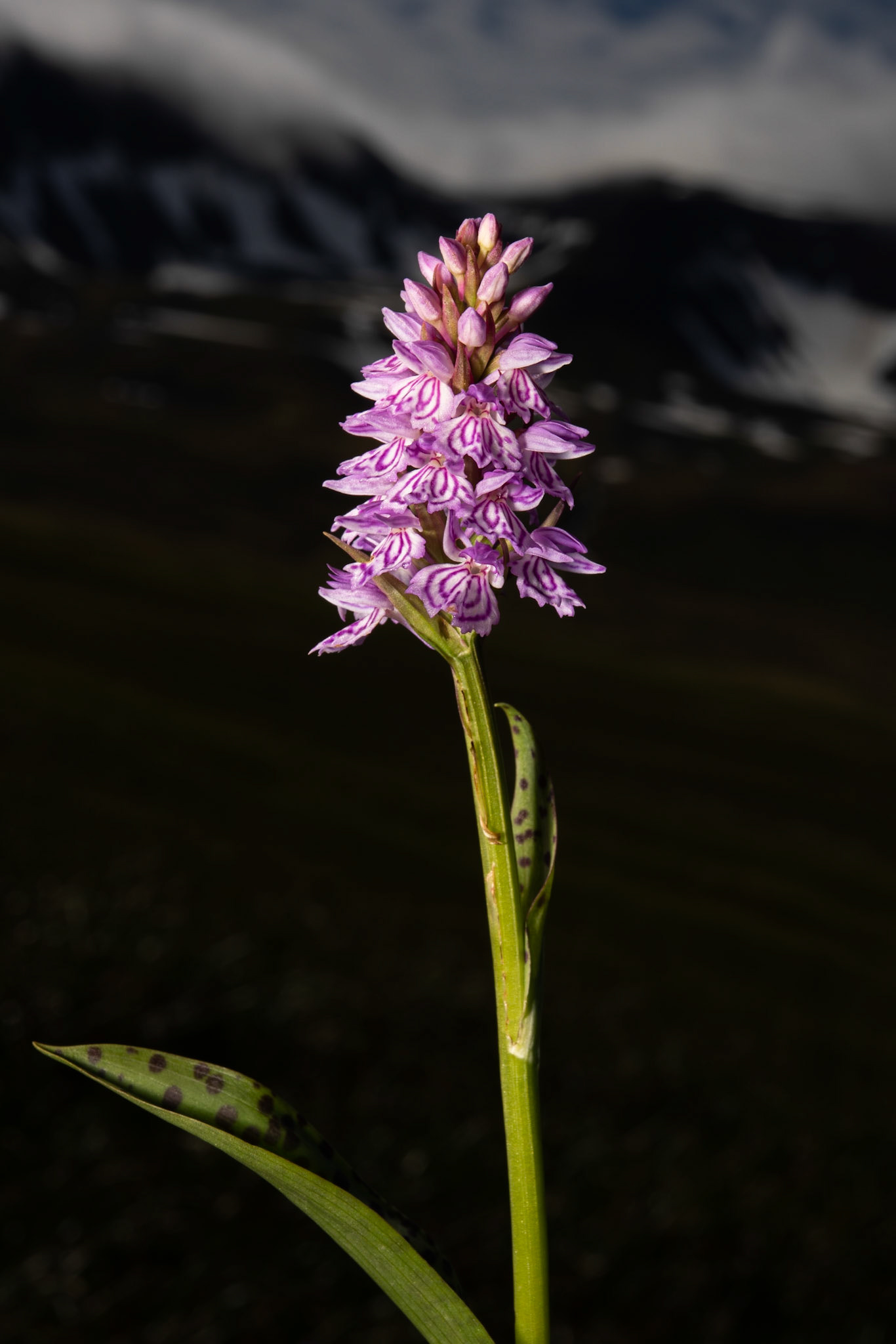 Heath spotte orchid (Dactylorhiza maculata),friggjargras.