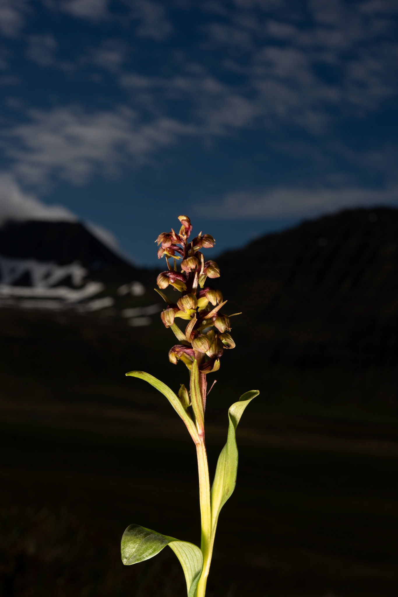 Barnarót - Long-bract Frog Orchid (Coeloglossum viride ), barnarót.