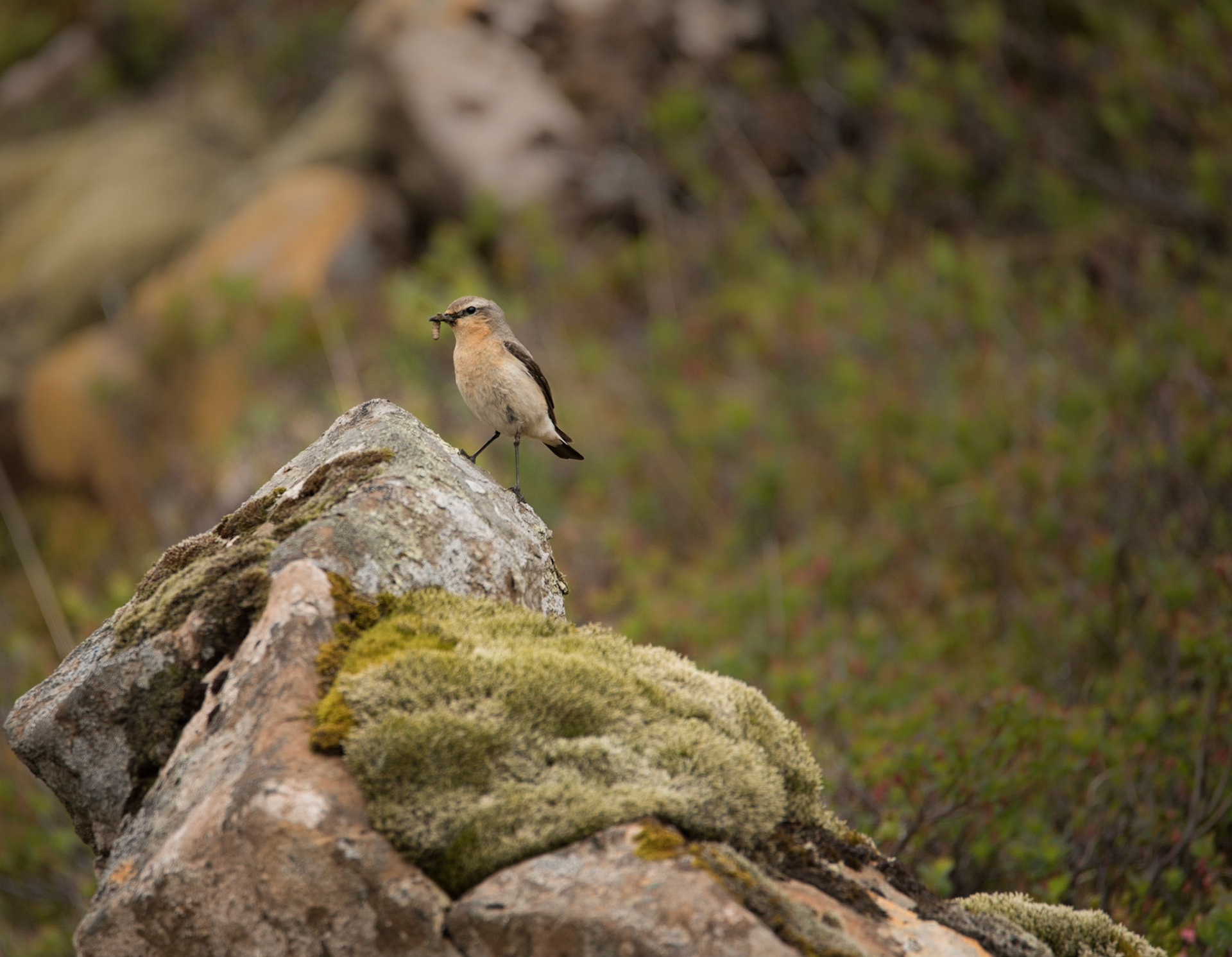 ©SVANA Oenanthe oenanthe