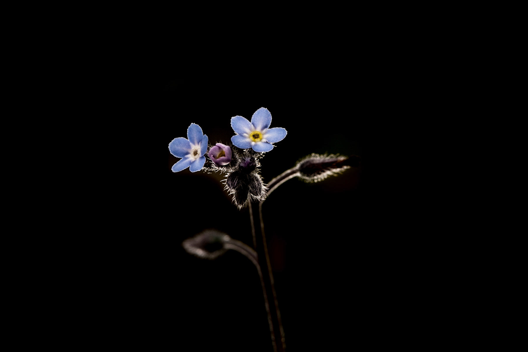 ©SVANA Forget-me-not,Myosotis arvensis, gleym mér ei