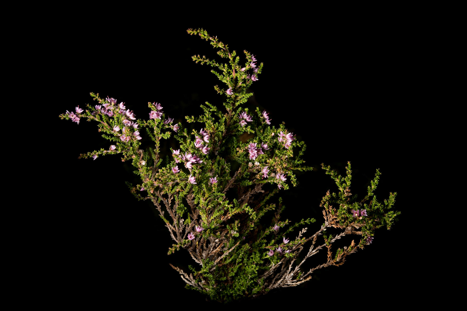 ©SVANA Common heather, Calluna vulgaris, beitilyng.