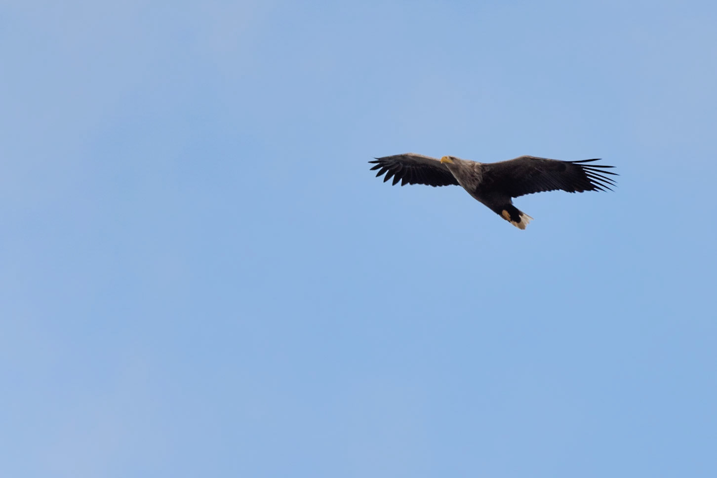 ©SVANA White-tailed eagle, Haliaeetus albicilla, haförn.
