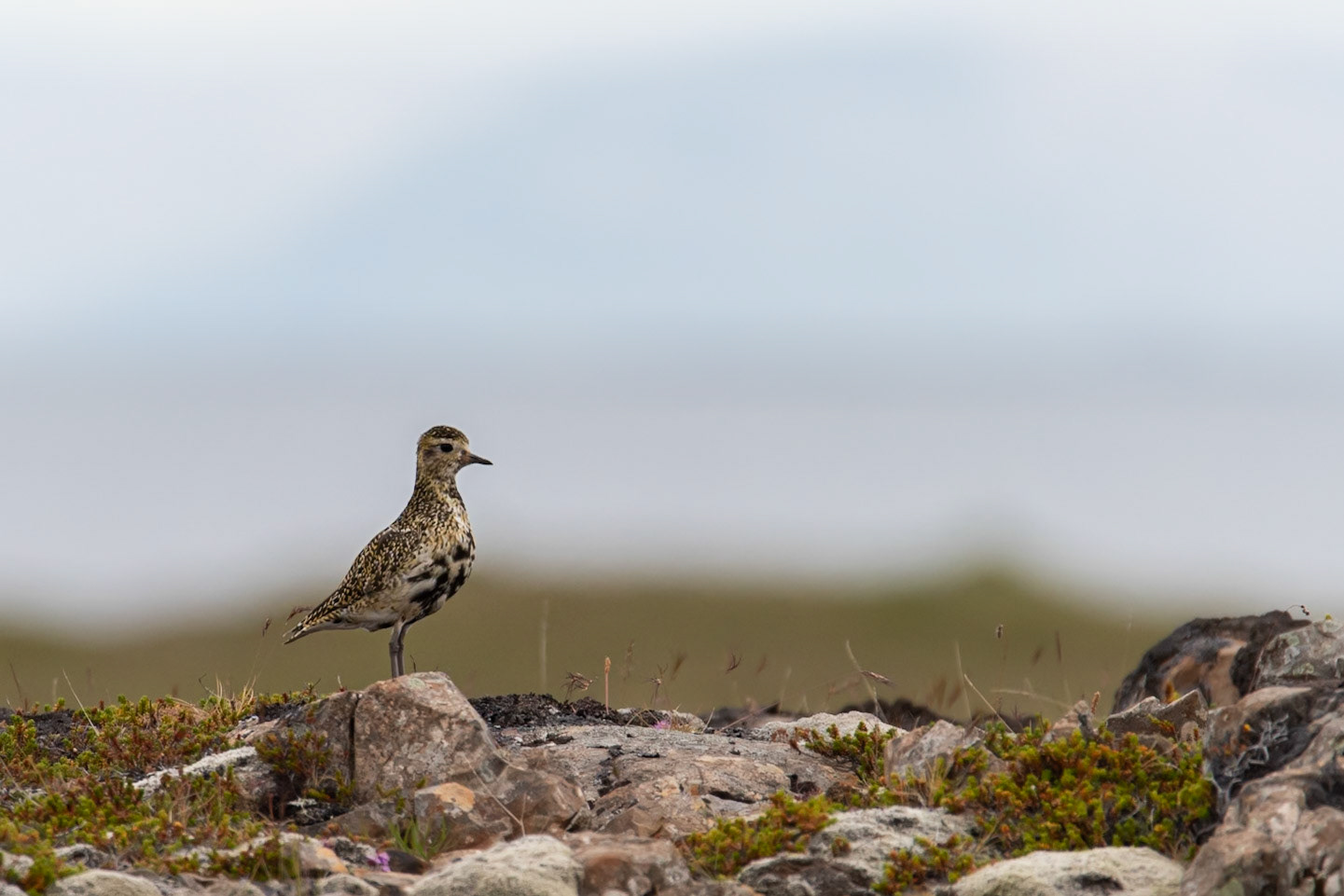 ©SVANA Golden plover,Pluvialis apricaria.