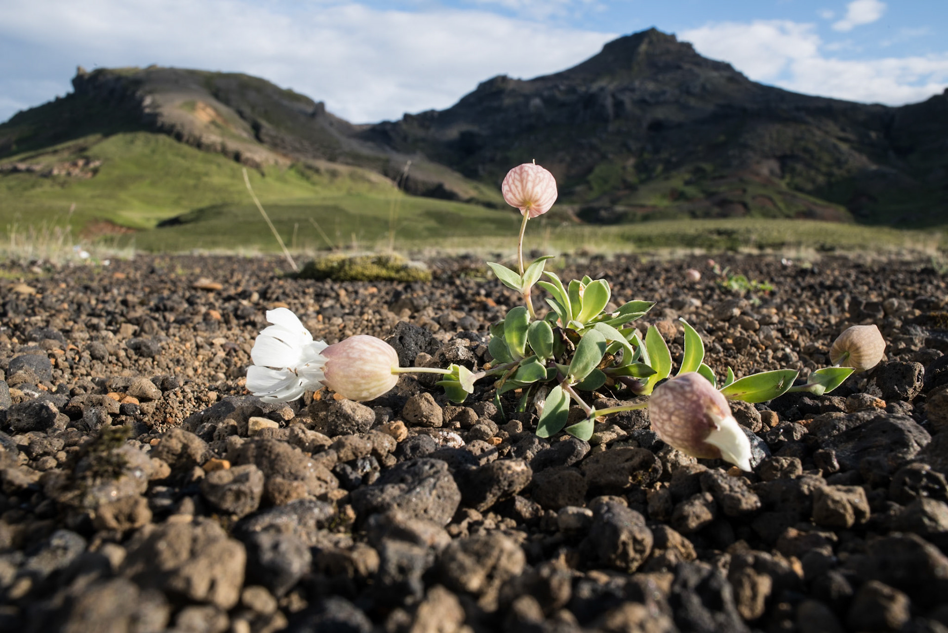 Holurt -Snæfellsnes -A common plant in harsh environments where not many plants thrive.