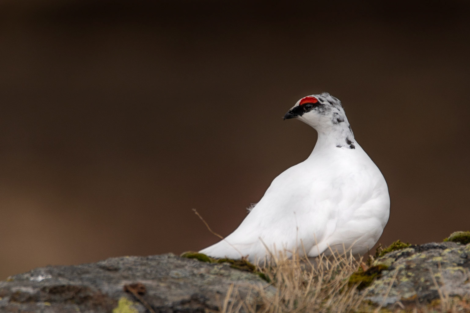 ©SVANA One of my favourite birds, I used to hunt them with a gun. Now I only use my camera.