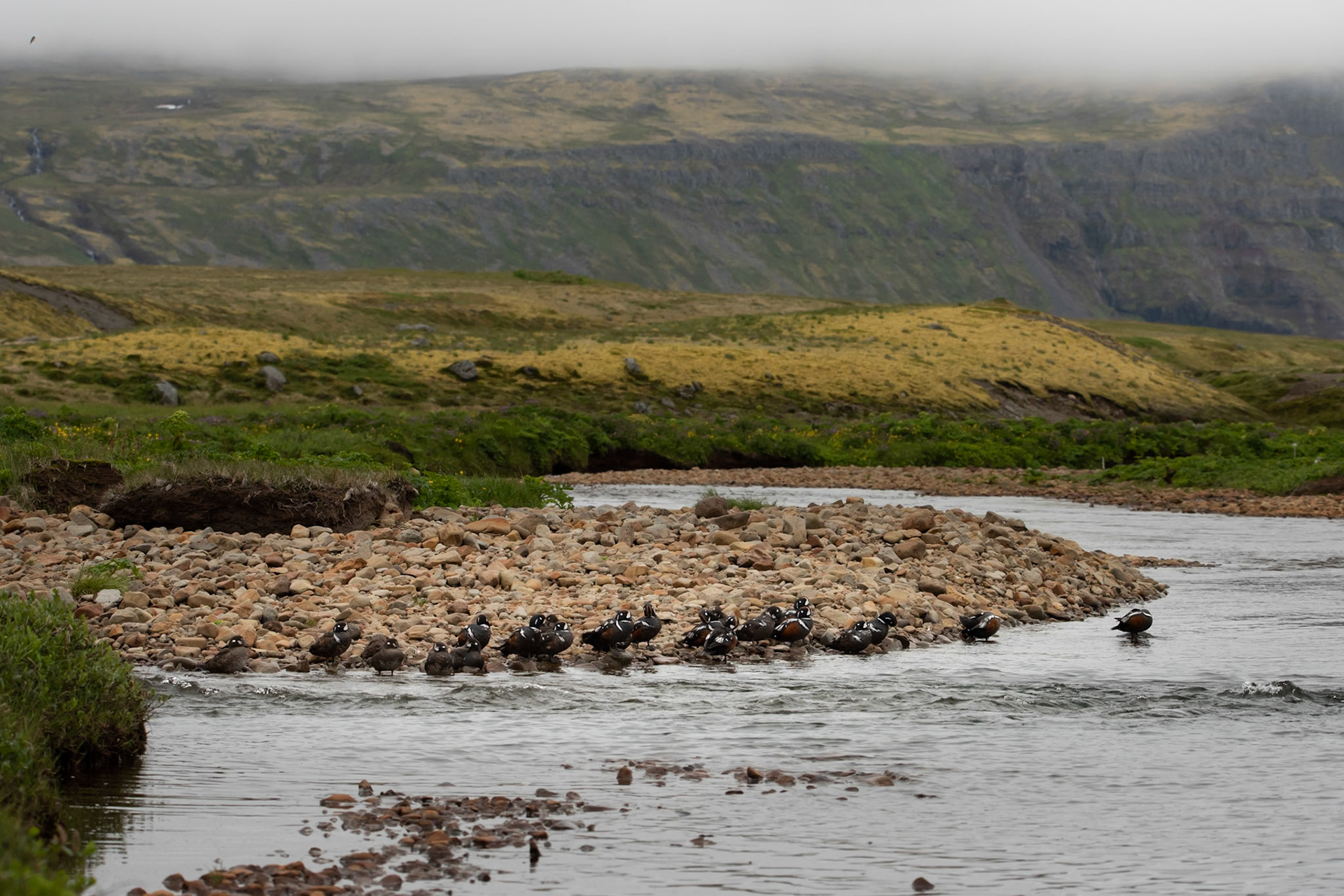 Harlequin duck (Histrionicus histrionicus) straumendur.