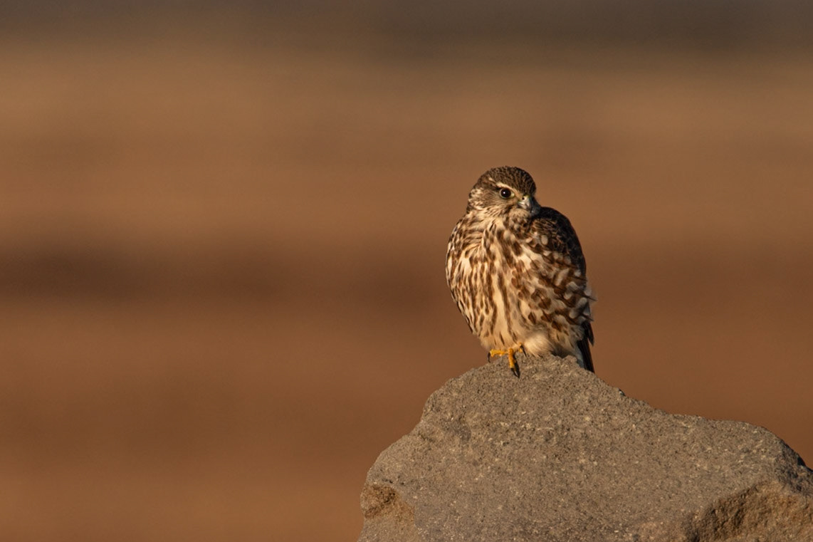 ©SVANA Merlin in the morning sun. Falco columbarius, smyrill.