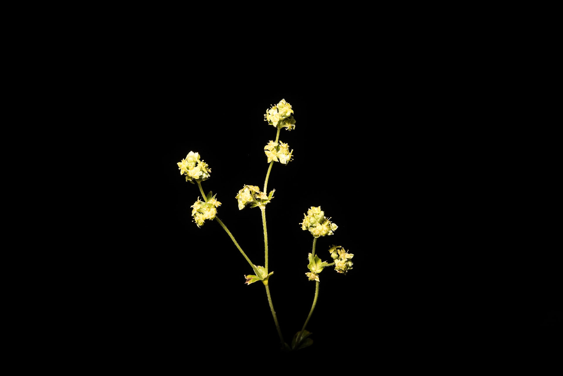 ©SVANA Alchemilla alpin, Alpine lady's-mantle, ljónslappi.