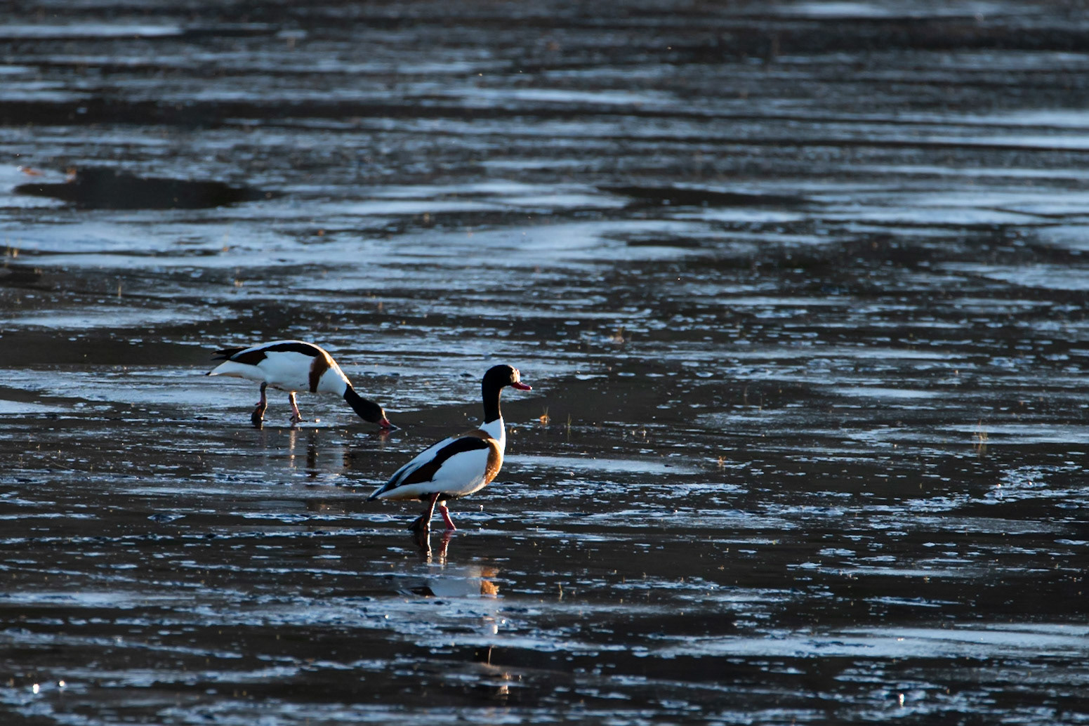 Common shelduck (Tadorna tadorna) brandendur.