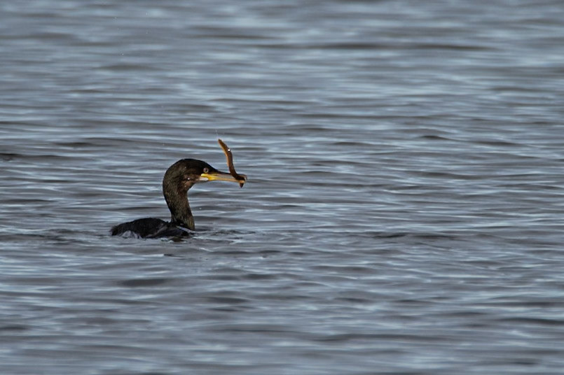 ©SVANACormorant eating rock gunnel (Pholis gunnellus).